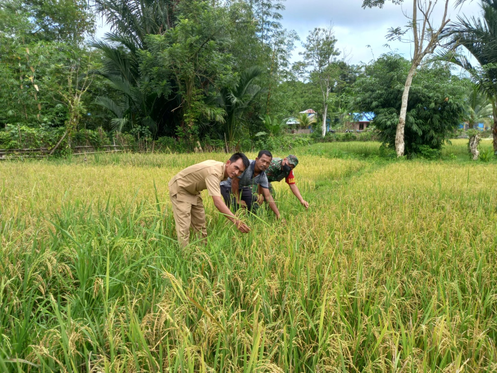 PEMERIKSAAN HASIL PANEN PETANI DESA SUAK BULUH OLEH BABINSA, KEPALA DUSUN DAN PEMERINTAHAN DESA